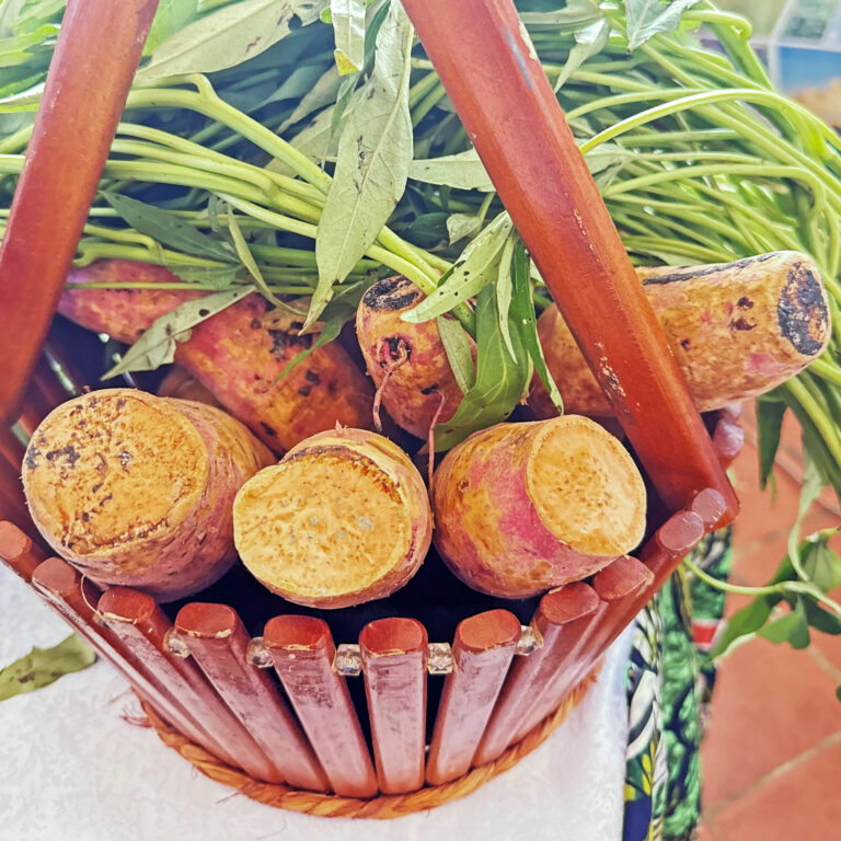 13TH AFRICAN POTATO CONFERENCE STARTS IN KAMPALA