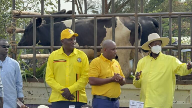 MASAKA BUSINESSMAN  DONATES COWS FOR  MUSEVENI VICTORY PARTY