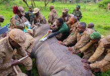 UWA MOVES RHINOS TO KIDEPO PARK