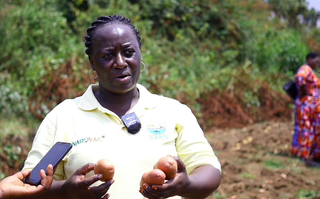 NARO HARVESTS SEED OF NEW POTATO VARIETIES