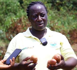 NARO HARVESTS SEED OF NEW POTATO VARIETIES